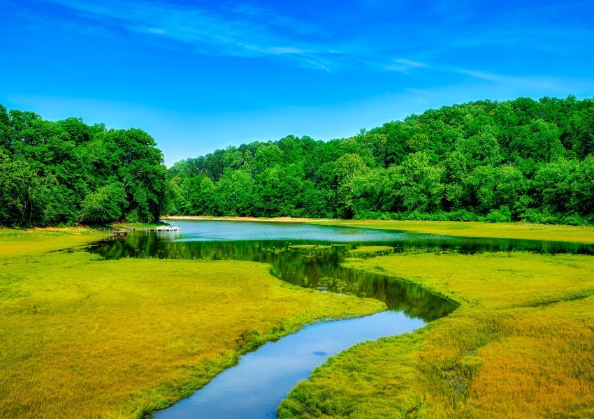 stream-and-woodlands-in-georgia